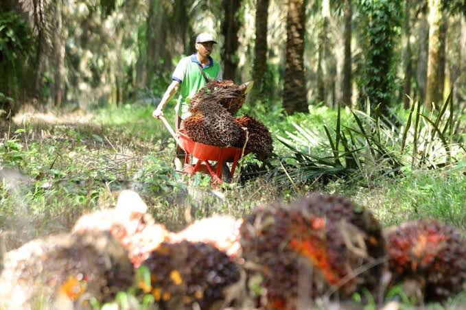 Ilustrasi kenaikan harga TBS sawit mitra swadaya di Riau (foto/int)